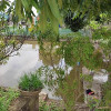 Linhlinh